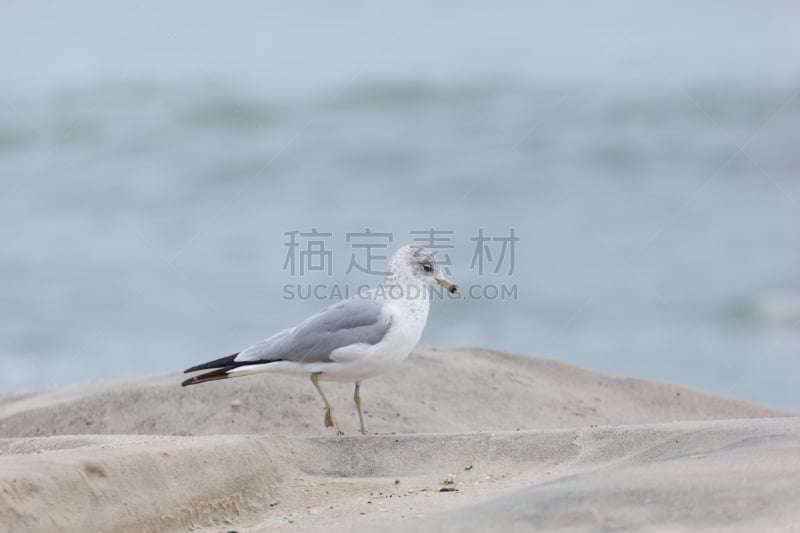 海边高地,海滩,新泽西,水,野生动物,美国,水平画幅,沙子,无人,鸟类