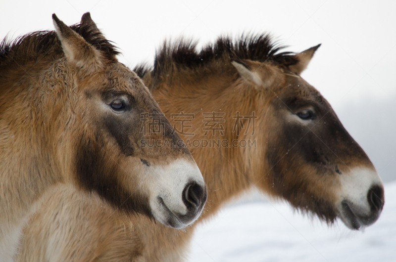 przewalski,蒙古人,自然,褐色,草地,野生动物,水平画幅,秋天,雪,野外动物