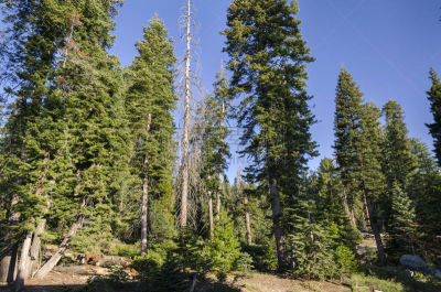 红杉国家公园,general sherman,巨红杉树,自然,美国,国家公园,水平画幅,绿色,无人,夏天
