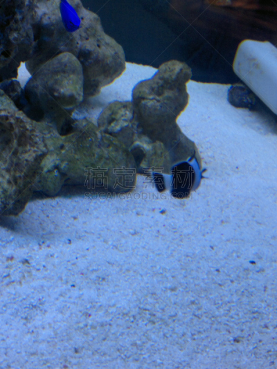 水族馆,鱼类,玻璃鱼缸,金鱼,垂直画幅,水,美,水下,礁石,水生动植物