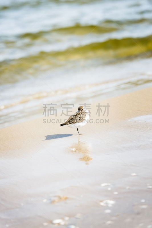 海滩,野生动物,池塘,自然美,动物,鸟类,贝壳,背景,芦苇,湿地