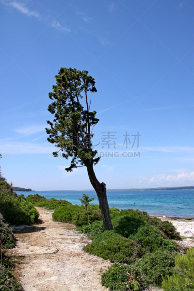 松树,垂直画幅,无人,布里俄尼群岛,岛,克罗地亚,摄影,树