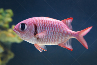 blotch eye soldierfish,大鳞红鳂,红鳂,自然,红色,水平画幅,无人,动物,海洋生命,摄影