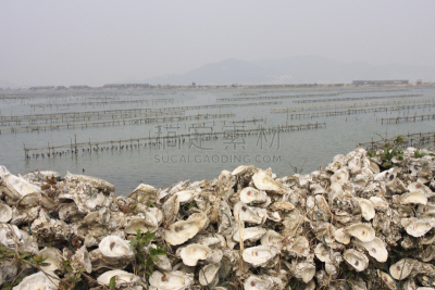 墙,牡蛎,珠海,牡蛎养殖场,水,水平画幅,海产,海滩,甲壳动物,波斯湾