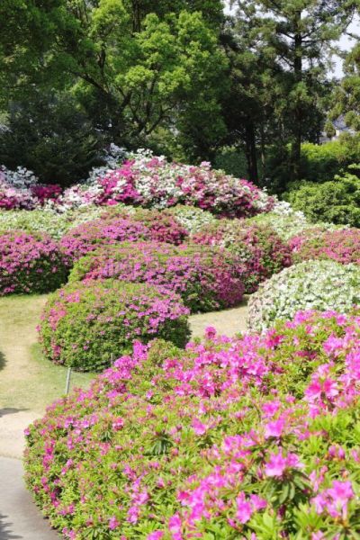 杜鹃花,杜鹃花属,垂直画幅,京都府,绿色,无人,日本,夏天,春天,植物