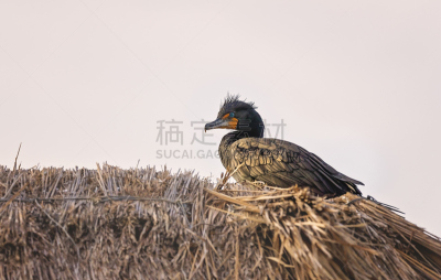 鹈鹕,蹼足,鲸,纳米比亚,水平画幅,鸟类,动物身体部位,野外动物,户外,非凡的