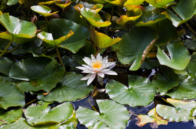 水,水生植物,水平画幅,白睡莲,无人,户外,湖,仅一朵花,白色,池塘