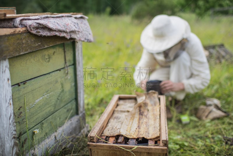 蜜蜂,蜂箱,beekeeper,草地,水平画幅,夏天,户外,蜂蜜,蜂王,过时的