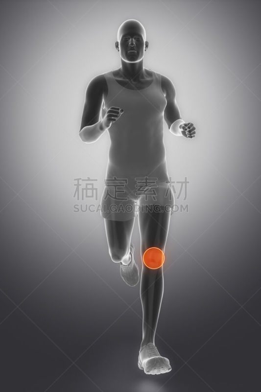 跪着,焦点,前十字韧带,半月状软骨,四头肌,连枷,后交叉韧带,胫骨,腓骨,髌骨