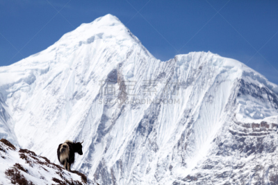牦牛,雪,山,安纳普纳生态保护区,尼泊尔,背景,水平画幅,无人,喜马拉雅山脉,偏远的