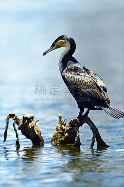 自然,垂直画幅,迅速,野生动物,无人,鸟类,非洲,野外动物,户外,肯尼亚