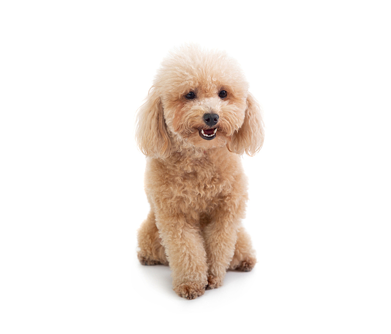 狗 白色背景 玩具贵宾犬 贵宾犬 垂直画幅 褐色 宠物 纯种犬 小的 可爱的图片素材下载 稿定素材 狗 白色背景 玩具贵宾犬 贵宾犬 垂直画幅 褐色 宠物 纯种犬 小的 可爱的图片素材下载 稿定素材