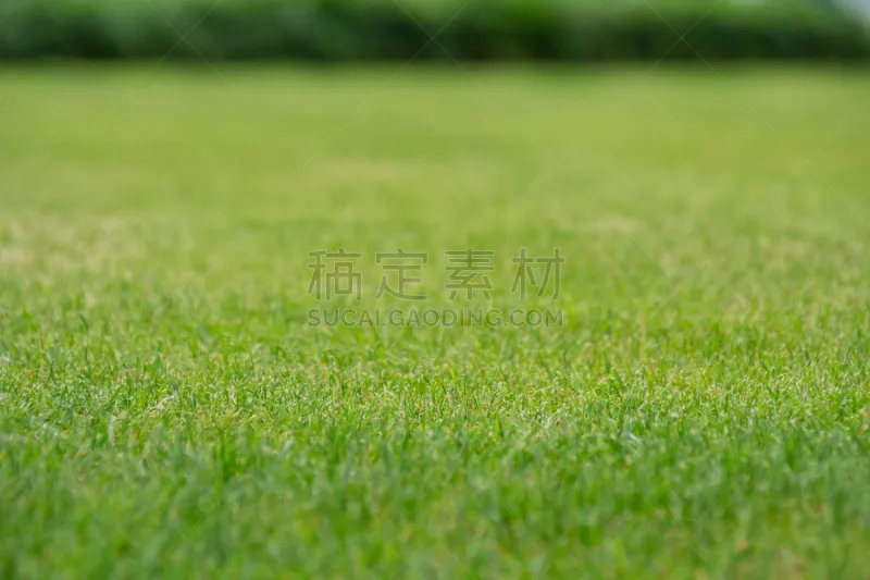 芝生图片素材下载 稿定素材 芝生图片素材下载 稿定素材