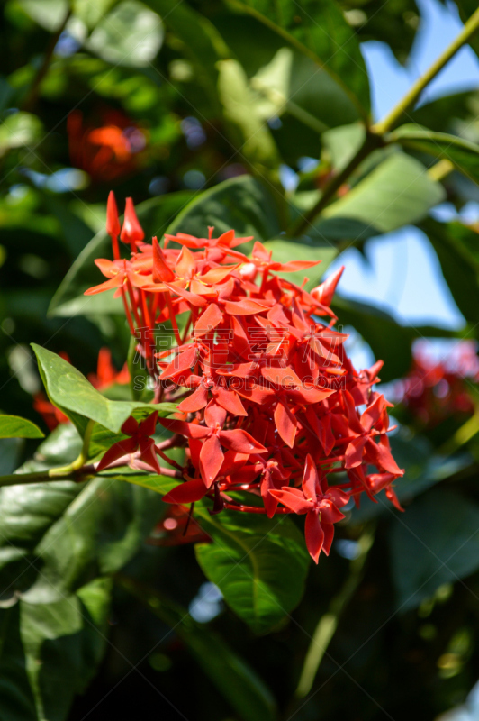 红色,伊克索拉,茜草科,自然,垂直画幅,无人,户外,自然美,花蕾,植物