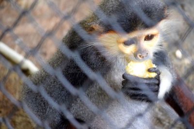 douc langur,玉米,水平画幅,笼子,无人,2015年,动物,一只动物,吃,摄影