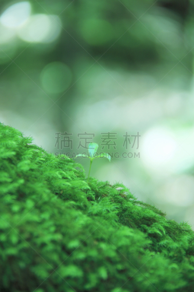 苔藓,自然,垂直画幅,九州,绿色,地形,无人,日本,屋久岛,材料