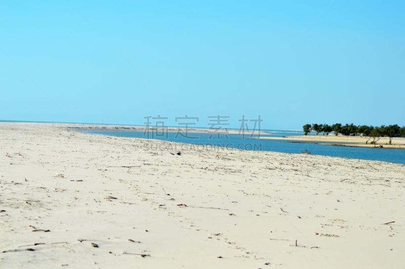 Forêt de magrove sur la plage