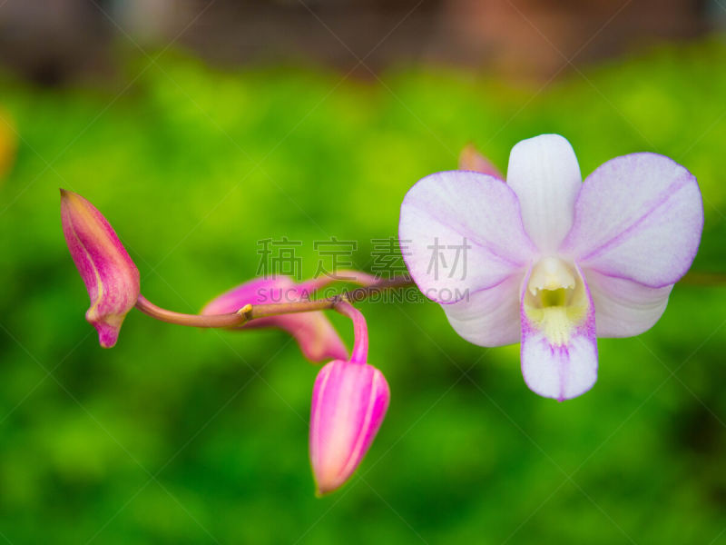 兰花,仅一朵花,森林,水平画幅,无人,2015年,斑兰,热带的花,摄影,花