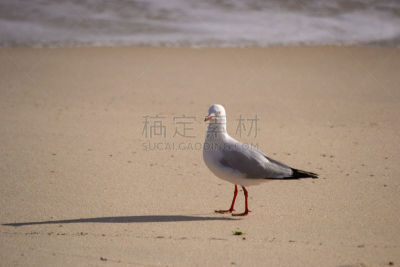 海滩,地形,充满的,波浪,北,水,白昼,珀斯,欧洲银鸥,图像