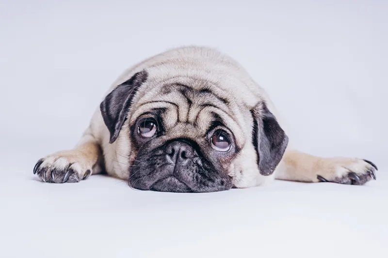 狗 巴哥犬 白色背景 可爱的 纯种犬 背景分离 肖像 脊椎动物 哺乳纲 哈巴狗图片素材下载 稿定素材 狗 巴哥犬 白色背景 可爱的 纯种犬 背景分离 肖像 脊椎动物 哺乳纲 哈巴狗图片素材下载 稿定素材