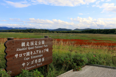 海蓬子属植物,佐吕间湖,网走市,国家纪念碑,公园,水平画幅,秋天,无人,户外,红色