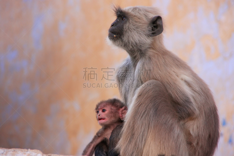 叶猴,普虚卡,保姆,寺庙,大梵天,灵性,野生动物,水平画幅,建筑,印度教