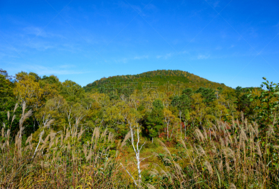 秋天,长野县,日本,滋贺县,苏格兰高地,山之内町,山之内,自然,美,国家公园