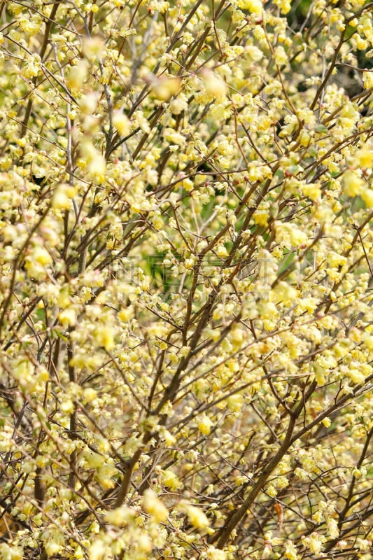 蜡瓣花,北美金缕梅,香枫树,榛子树,硫磺,毛莨科,雄蕊,仅一朵花,垂直画幅,芳香的