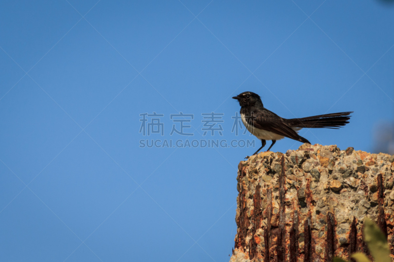 威利脊令鸟,天空,机敏,留白,野生动物,水平画幅,可爱的,无人,蓝色,鸟类