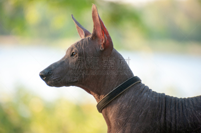 中国冠毛犬,墨西哥人,宠物,纯种犬,图像,莫西干头,狗,家畜,动物,无人