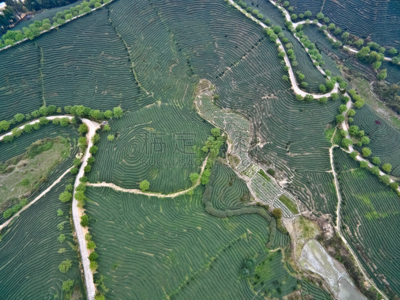 山,航拍视角,地形,日本茶道公园,在上面,公园,茶树,水平画幅,高视角,纹理效果