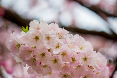 新宿御苑,樱花,日本,东京,充满的,花见节,自然,公园,水平画幅,樱桃