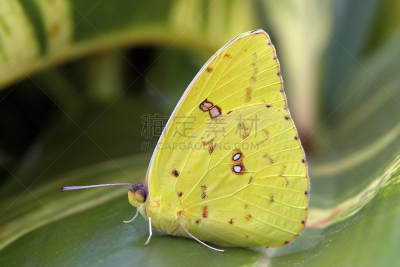 巨人,clouded yellow butterfly,硫磺,姜黄色的猫,菜园,折叠的,水平画幅,绿色,蝴蝶