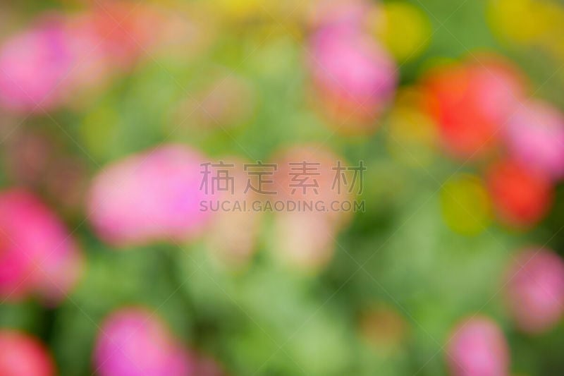 鱼尾菊,运动模糊,背景,背景虚化,花坛,接力赛,美,水平画幅,无人,夏天