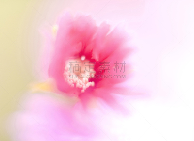 sea fig,自然,松树,水平画幅,套色版,五月,材料,特写,花蕾,春天