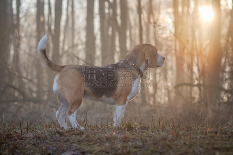 狗,比格犬,在雾中,美,褐色,水平画幅,智慧,爪子,早晨,动物身体部位