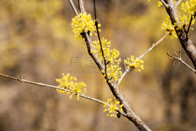 韩国,乡村,春天,山茱萸,芦笋,美,水平画幅,樱花,樱桃,特写