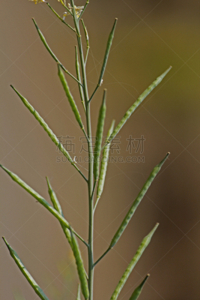 黑芥子,豆荚,自然,垂直画幅,芥菜,无人,户外,印度,自然界,农作物
