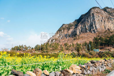 韩国,黄色,油菜花,田地,山,济州岛,环境,著名景点,芜菁,春天