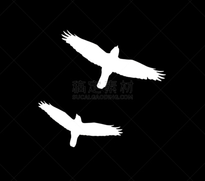 白色,乌鸦,黑色背景,思盖顿,哈萨克斯坦,机翼,背景分离,风景,图像,印度野生动物园