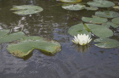 拉瓦尔,自然,水平画幅,睡莲,无人,夏天,河流,户外,七月,花