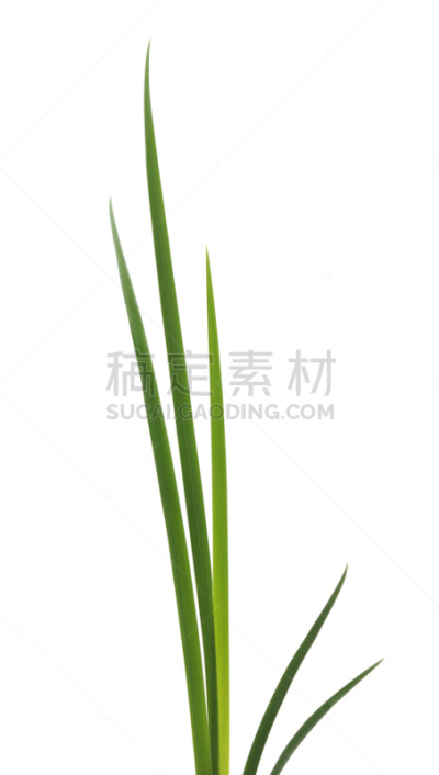 绿色,草,自然,垂直画幅,美,幸福,芳香的,乌克兰,锐角,户外