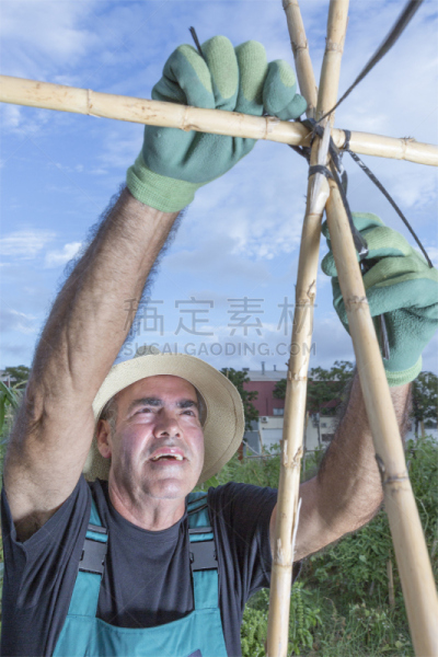 农民,手杖,垂直画幅,泥土,户外,白人,西红柿,植物,看,中老年男人