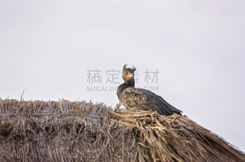 鹈鹕,蹼足,鲸,纳米比亚,水平画幅,鸟类,动物身体部位,野外动物,户外,非凡的