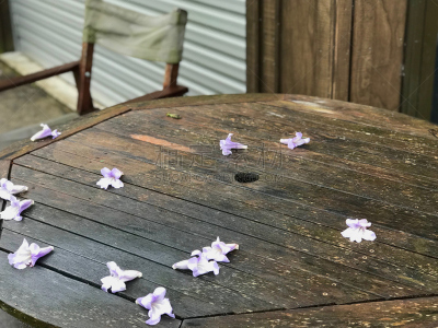 野餐桌,紫薇科树,仅一朵花,平衡折角灯,新西兰,户外椅,春天,庭院,水平画幅,彩色图片
