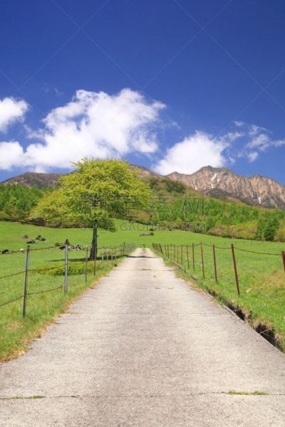 草地,路,直的,垂直画幅,天空,里山,枝繁叶茂,纯净,草坪,夏天