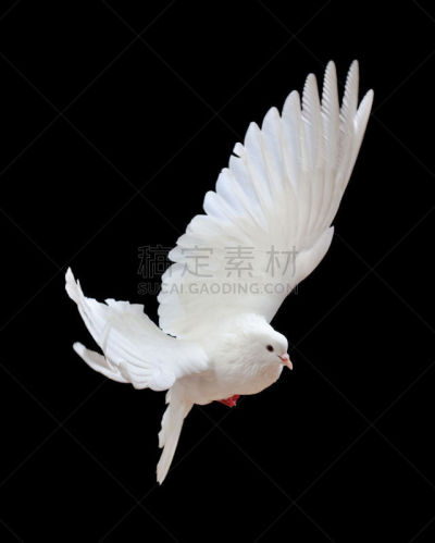 黑色,自由,白色,斑鸠,分离着色,垂直画幅,鸟类,纯净,动物身体部位,翅膀