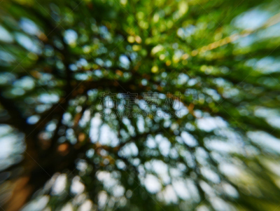 炮弹果属,水平画幅,素食,无人,南瓜,生食,营养品,特写,泰国,奇恩根