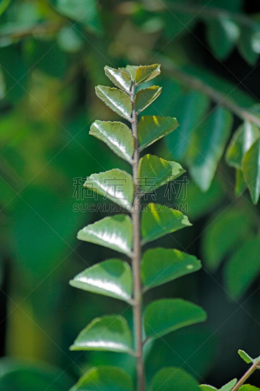 垂直画幅,植物,刺藤科,无人,芸香科,摄影,树