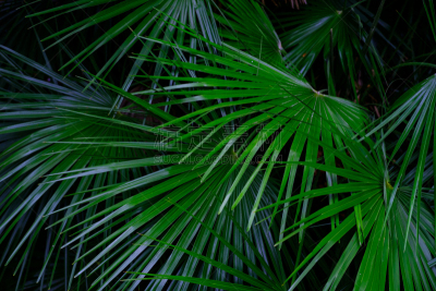 植物群,植物园,水,美,兰花,公园,水平画幅,形状,无人,热带雨林